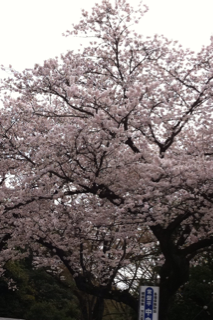 満開の桜