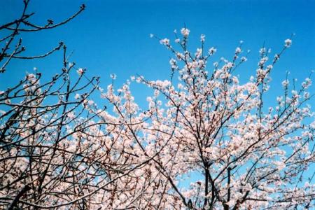 空桜