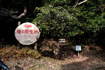 本坂峠　椿の原生林