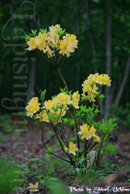 Rhododendron２