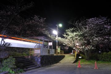 桜紀行2011(4)