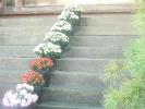 階段の小玉菊