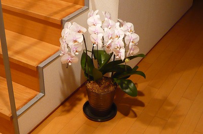 orchid as of Dec. 14, 2007