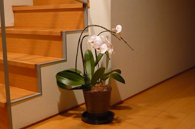 orchid as of Jan. 25, 2008