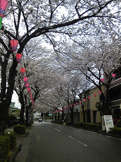 2011桜３