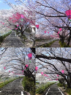 香流川桜