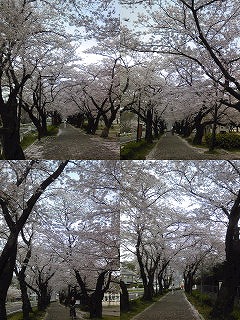 雨池公園桜
