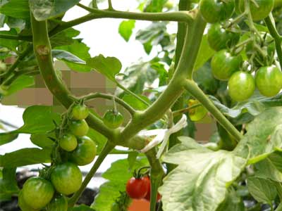 トマト一直線 ミニトマト タキイ ピコ 栽培