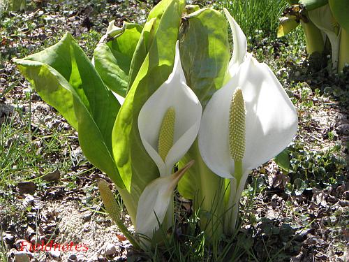 黄色い花を白い仏炎苞で包んだミズバショウ［六甲高山植物園］