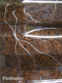 赤玉土の中でもさかんに根を伸ばしているペットボトル稲
