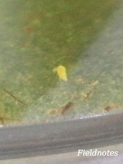 緑色の水と生まれたばかりのカブトエビのノープリウス幼生
