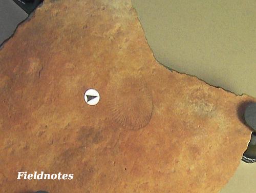 楕円形をしたエディアカラ動物群「ディッキンソニア」の化石［兵庫県立人と自然の博物館］