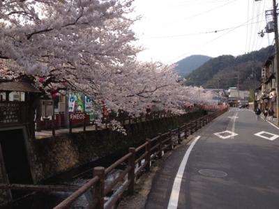 城崎温泉☆桜（さくら）情報 木屋町通り～ときわ別館さま前付近