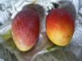 奄美のマンゴー