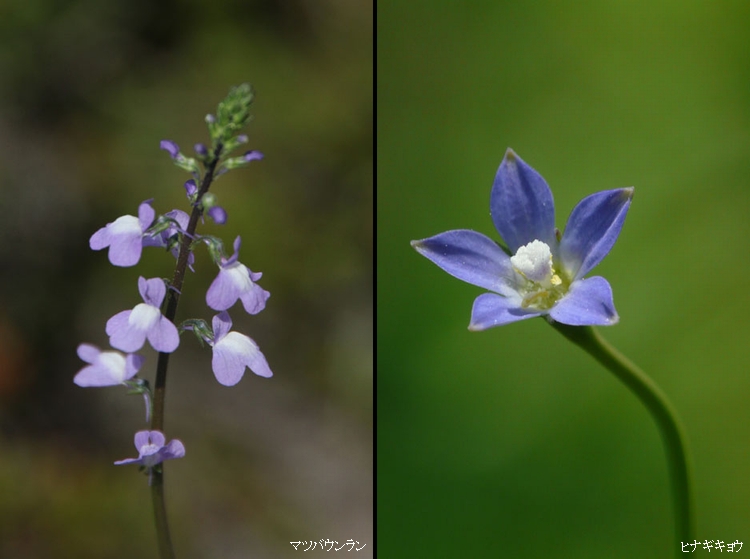 野の花便り 青紫の野の花