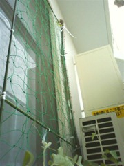 【写真】ネットを窓の外に設置│アサガオで緑のカーテン計画2011