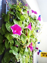 【写真】モサモサに絡まるツルと葉っぱ│アサガオで緑のカーテン計画2011