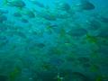 phuket diving similan クルーズ ダイビング シミラン諸島 プーケット アンダマンダイバーズ andamadivers