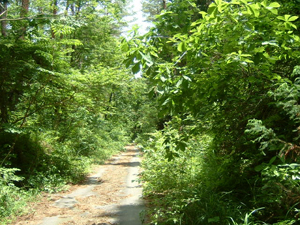 芸北の林道