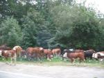 牛の群