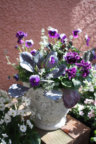 T’s Garden Healing Flowers‐P・フィジーグレープの寄せ植え