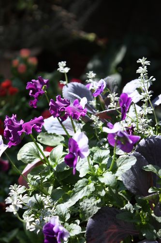 T’s Garden Healing Flowers‐P・フィジーグレープの寄せ植え