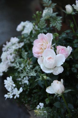 T’s Garden Healing Flowers‐ミニバラの寄せ植え