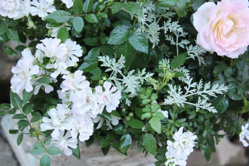T’s Garden Healing Flowers‐ミニバラの寄せ植え