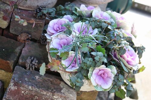 T’s Garden Healing Flowers‐ミニハボタンの寄せ植え