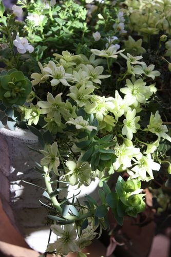 T’s Garden Healing Flowers‐クレマチス・ペトリエの寄せ植え