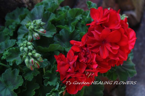 T’s Garden Healing Flowers‐ゼラニウム・カリオペダークレッド