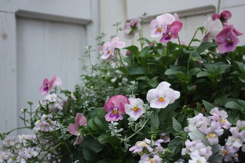 T’s Garden Healing Flowers‐良く咲く○○○のハンギング　