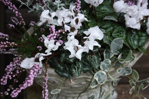 T’s Garden Healing Flowers‐Gシクラメンとヒースの寄せ植え