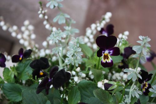 T’s Garden Healing Flowers‐黒ビオラの寄せ植え