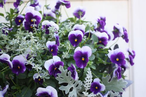 T’s Garden Healing Flowers‐ビオラ・ディープパープルビーコンのハンギング