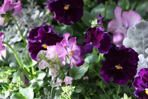 T’s Garden Healing Flowers‐P.ファジー・グレープ
