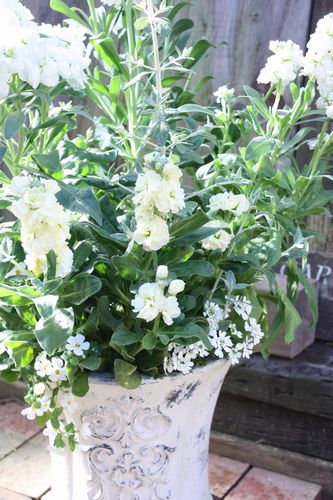 T’s Garden Healing Flowers‐銀葉ストック・シャンテの寄せ植え