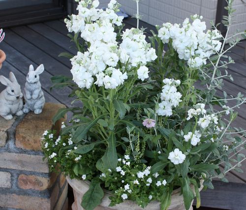 T’s Garden Healing Flowers‐銀葉ストック・シャンテの寄せ植え